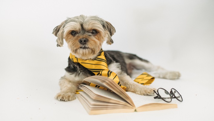 Curso de Educación Animal